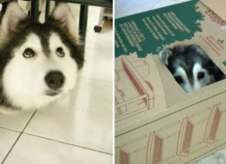 Tally, la Husky que fue criada por Gatos y ahora actúa como uno de ellos