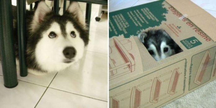 Tally La Husky Siberiano