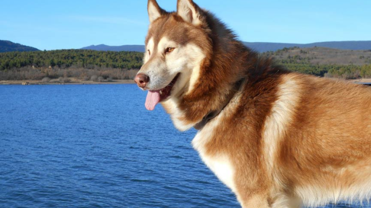 Husky Siberiano Adulto Alimentacion