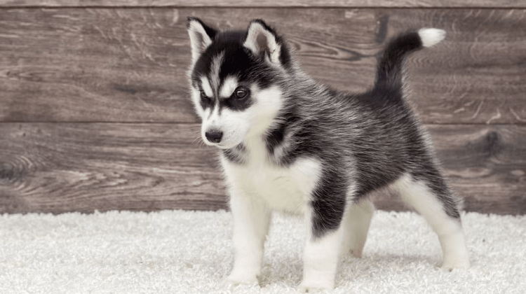 Alimentacion del Husky Siberiano Cachorro