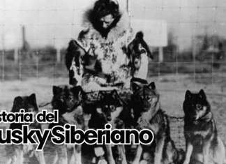 Historia del Husky Siberiano