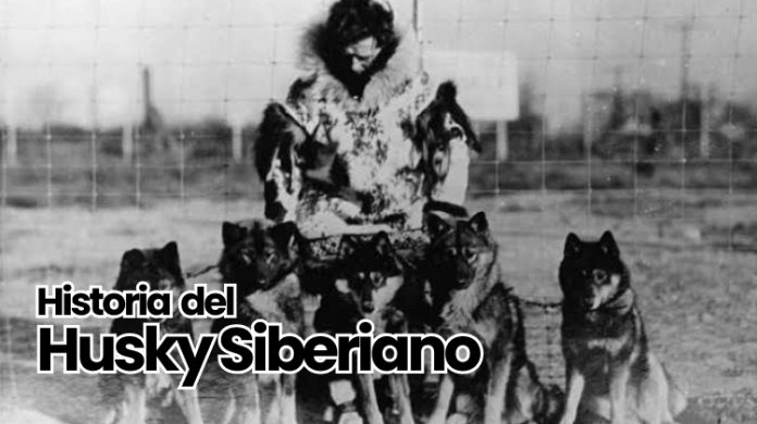 historia del husky siberiano