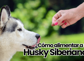 Alimentación del Husky Siberiano