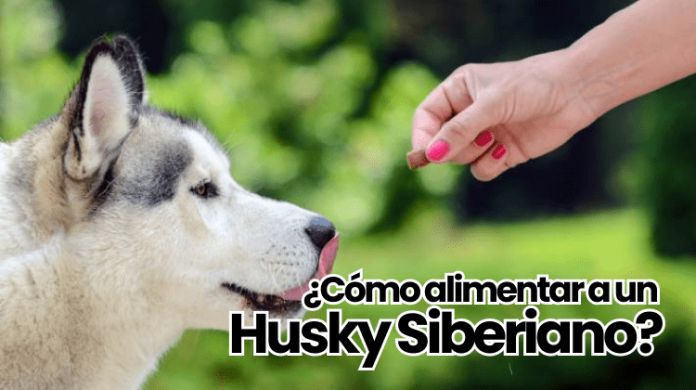 husky siberiano alimentacion