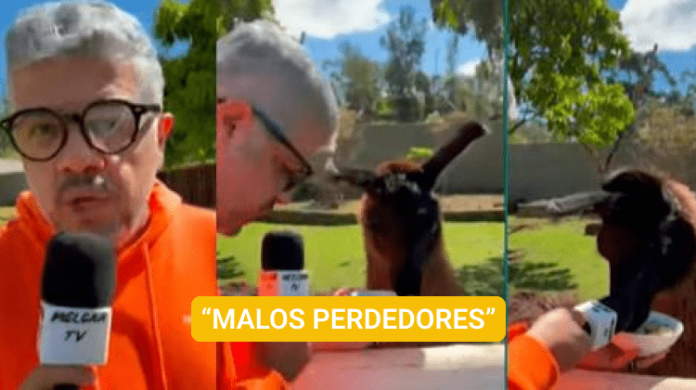 Programa brasileño presenta a una llama como hincha de Melgar y la denomina “Cáceda”