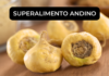 Maca amarilla: el superalimento andino para potenciar tu energía